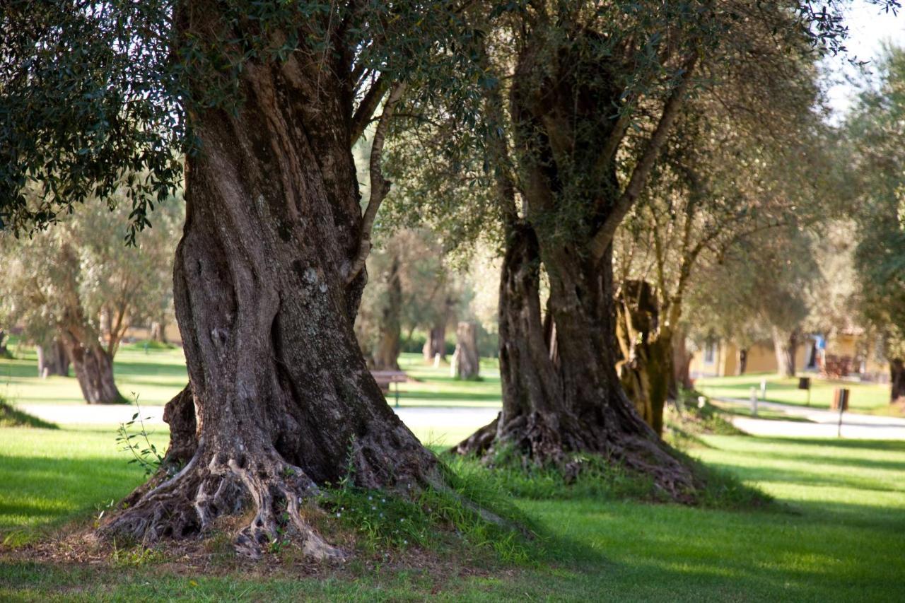 Uliveto Principessa Resort Cittanova  Kültér fotó